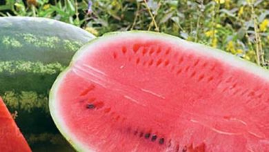 Photo of 7 Types and Varieties of Watermelon Most Famous and Delicious