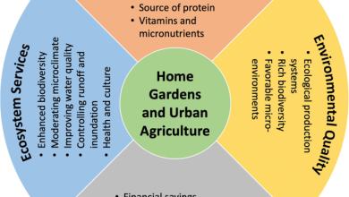 Photo of 7 Types of Urban Gardens, their objectives and benefits