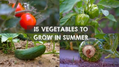 Photo of 7 Vegetables to grow in summer: Everything you need to know