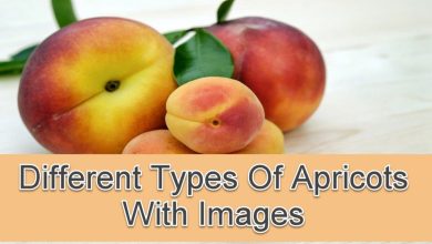Photo of 9 Types and Varieties of Apricots You’ll Want to Try