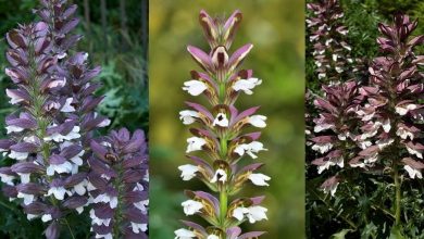Photo of Acanthus Mollis: [Characteristics, Cultivation, Care and Disadvantages]