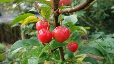 Photo of Acerola: [Cultivation, Irrigation, Care, Pests and Diseases]