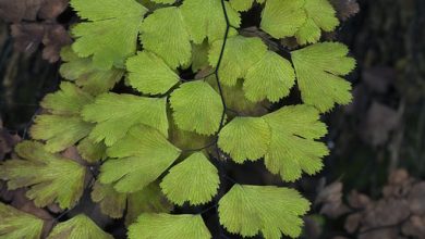 Photo of Adiantum: [Cultivation, Substrate, Irrigation, Care, Pests and Diseases]