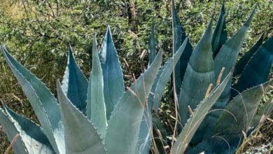 Photo of Agave: [Care, Characteristics, Planting, Irrigation and Problems]