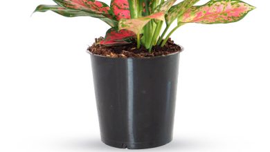 Photo of Aglaonema: [Care, Planting, Irrigation, Substrate and Characteristics]