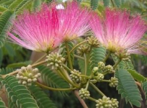 Photo of Albizia Julibrissin: [Cultivation, Irrigation, Associations, Pests and Diseases]