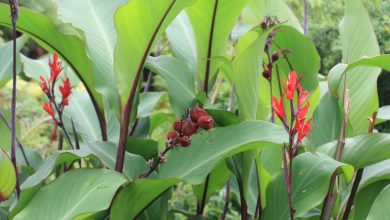 Photo of All about Canna Indica