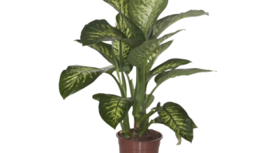 Photo of all about dieffenbachia