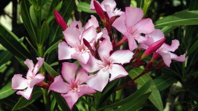 Photo of all about oleander