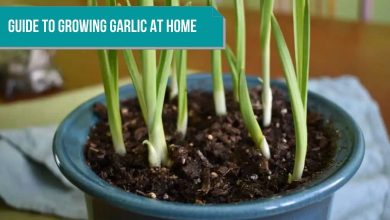 Photo of All about planting garlic at home