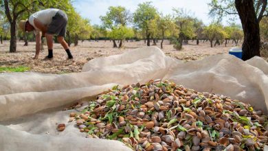 Photo of Almond Harvesting: [Harvest, Collection and Drying]