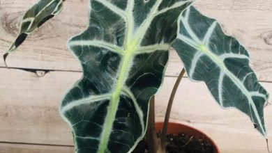 Photo of Alocasia: all about the elephant ear plant