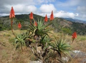 Photo of Aloe Arborescens: [Cultivation, Irrigation, Associations, Pests and Diseases]