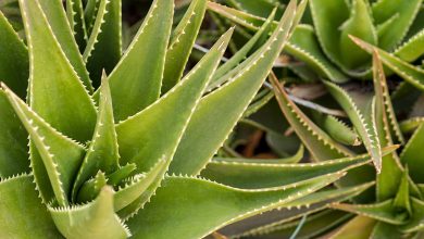 Photo of Aloe vera care, the miraculous plant