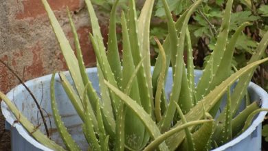 Photo of Aloe Vera: [Planting, Care, Irrigation, Substrate and Pests]