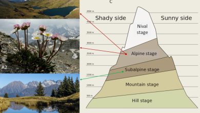 Photo of Alpine Climate: [Characteristics, Flora, Fauna and Adaptability]