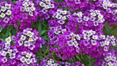Photo of Alyssum: [Characteristics, Cultivation, Care and Disadvantages]