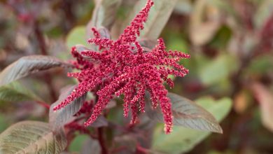 Photo of Amaranth, how to grow it? Planting, care and harvest