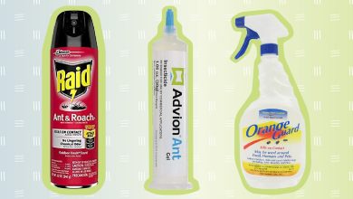 Photo of Analysis of the 7 Best Anti-Ant Products for your Home and Garden