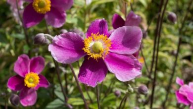 Photo of Anemone: [Cultivation, Irrigation, Care, Pests and Diseases]