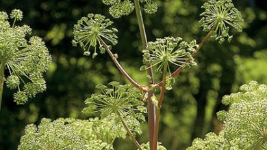 Photo of Angelica: [Cultivation, Irrigation, Care, Pests and Diseases]