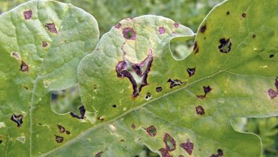 Photo of Anthracnose: [Identify, Treat and Prevent this Fungus]