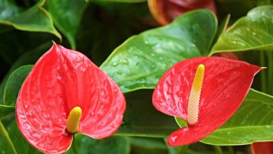 Photo of Anthurium: [Cultivation, Irrigation, Care, Pests and Diseases]