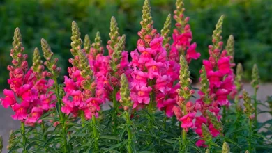 Photo of Antirrhinum: [Care, Planting, Reproduction and Pruning]