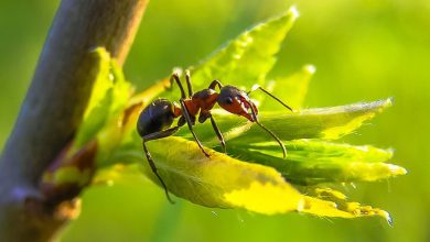 Photo of Ants in the Garden: How to Fight Them [Complete Guide]