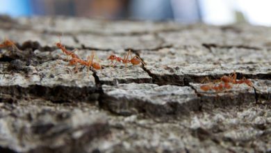 Photo of Ants in Trees: [Causes and Solutions]
