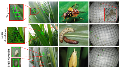 Photo of Aphids: [Characteristics, Effects, Detection and Treatment]