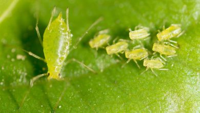 Photo of Aphids: Complete Guide to Aphids on Plants