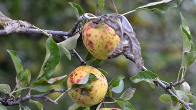Photo of Apple Diseases and Pests: [Identification and Treatment]