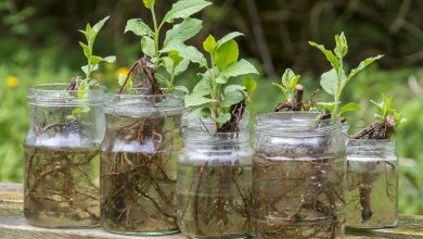 Photo of Apple Tree Cuttings: [Grafts, Time, Rooting and Planting]