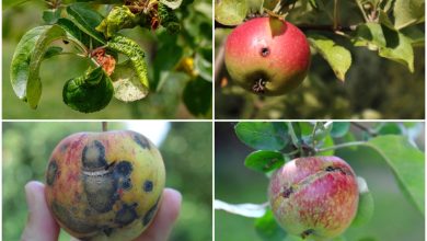 Photo of Apple Tree Pests: Complete Guide with Photos