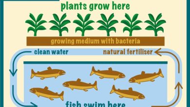 Photo of Aquaponics or farming with fish. What is it, how does it work and advantages