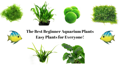 Photo of Aquatic Plants: Types and How to Care for Them [Complete Guide + 10 Examples]