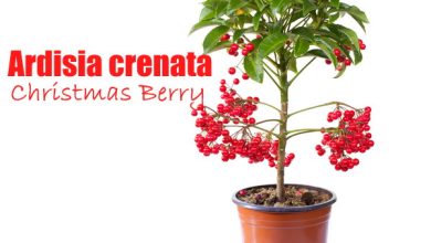 Photo of Ardisia crenata shrub care