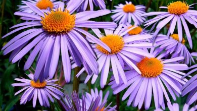 Photo of Aster: [Cultivation, Irrigation, Care, Pests and Diseases]