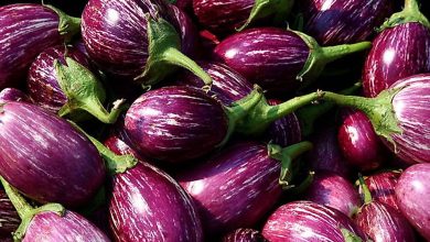 Photo of Aubergine varieties that are most cultivated in the world
