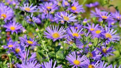 Photo of Autumn Aster or Daisy care