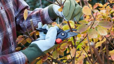 Photo of Autumn pruning: what you need to know