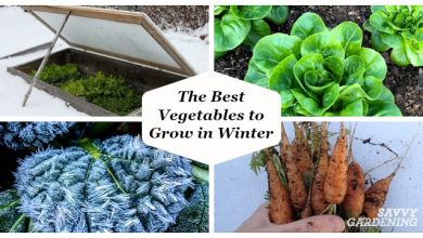 Photo of Autumn – winter vegetables What to plant in winter in the garden?