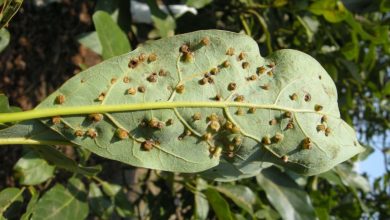 Photo of Avocado Pests and Diseases: Symptoms, Control and Prevention