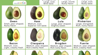 Photo of Avocado Varieties: The Most Important