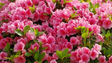 Photo of Azaleas: [Planting, Care, Irrigation, Substrate and Diseases]