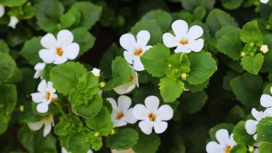 Photo of Bacopa or Nevada plant care