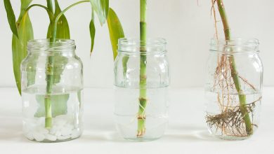 Photo of Bamboo Cuttings: [Concept, Time, Rooting and Planting]