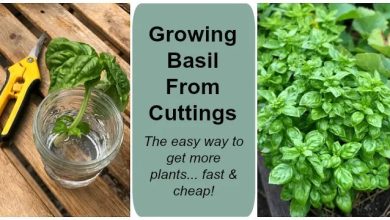 Photo of Basil Cuttings: [Concept, Season, Rooting and Planting]
