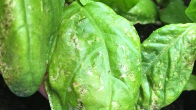 Photo of Basil Pests and Diseases: [Detection, Causes and Solutions]